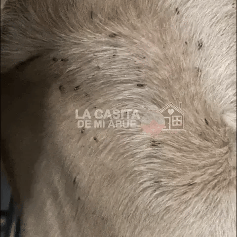 CEPILLO ASPIRADOR PORTATIL - REMUEVE PIOJOS, PULGAS Y GARRAPATAS