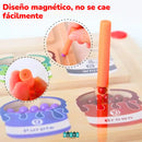 JUEGO DIDÁCTICO DE LABERINTO MAGNÉTICO MONTESSORI - DIVERTIDO Y EDUCATIVO